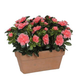 Azalea Kunstplant in Balkonbak Slate - L29 x B13 x H27 cm - Perzik
