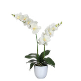 Phalaenopsis Kunstplant in Bloempot Tusca - H66 x Ø38 cm - Crème