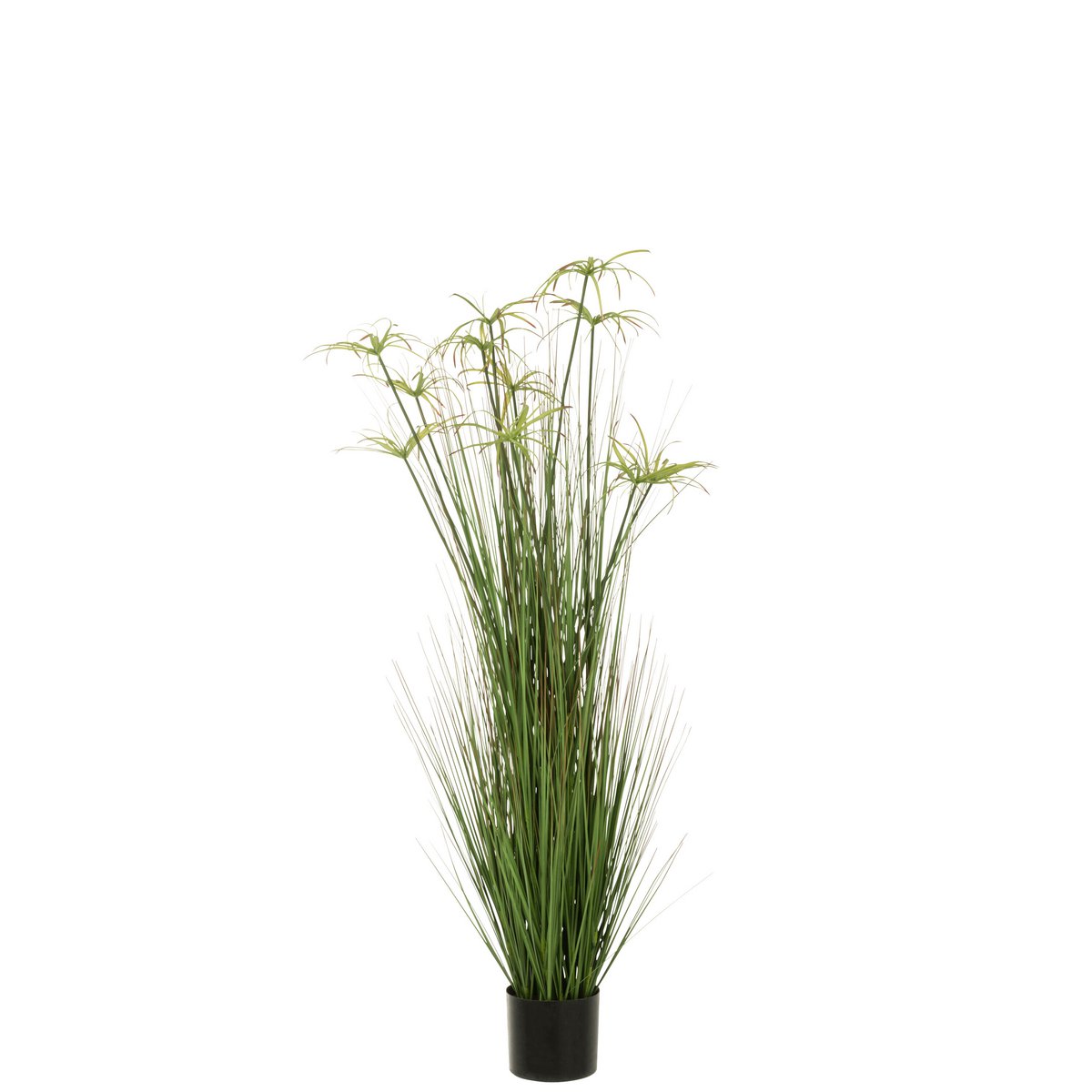 J-Line Cyperus Alternifolius 11 Koppen In Pot Pvc Groen Large