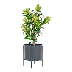 Skimmia Boom - Groen