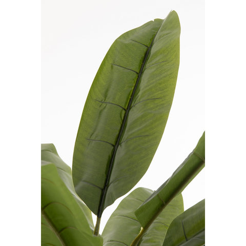 J-Line Vioolbladplant Plastiek Groen