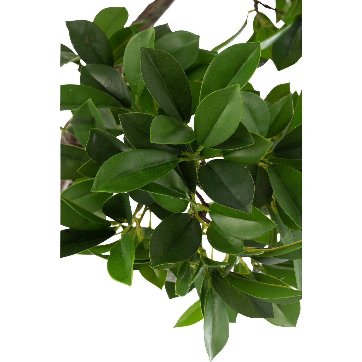 J-Line Chinese Vijg Ficus Boom In Pot Plastiek Groen/Zwart Large