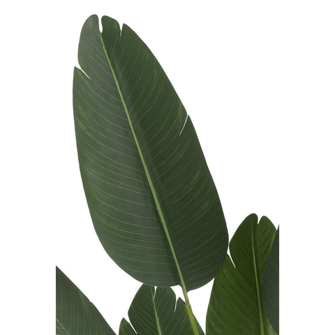 J-Line Strelitzia Plastiek Groen Small